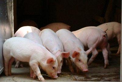 海南:到2020年生猪年出栏将控制在600万头左右 | 爱猪网