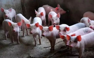 肉价涨涨涨 二师兄 还能飞多久 听听肉贩 养殖户怎么说