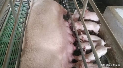 每年淘汰大量母猪,母猪肉都上哪 制作火腿肠 肉馅,夜市涮串