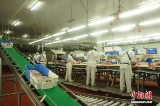 探访西班牙火腿工厂 优选原材料卫生高保障