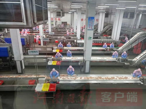 双汇 一个智能化的双汇火腿生产车间呼之欲出