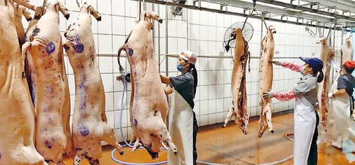 [全力防控非洲猪瘟疫情] 放心猪肉是这么来的--直击海南食为天肉制品加工生猪屠宰现场(配图)